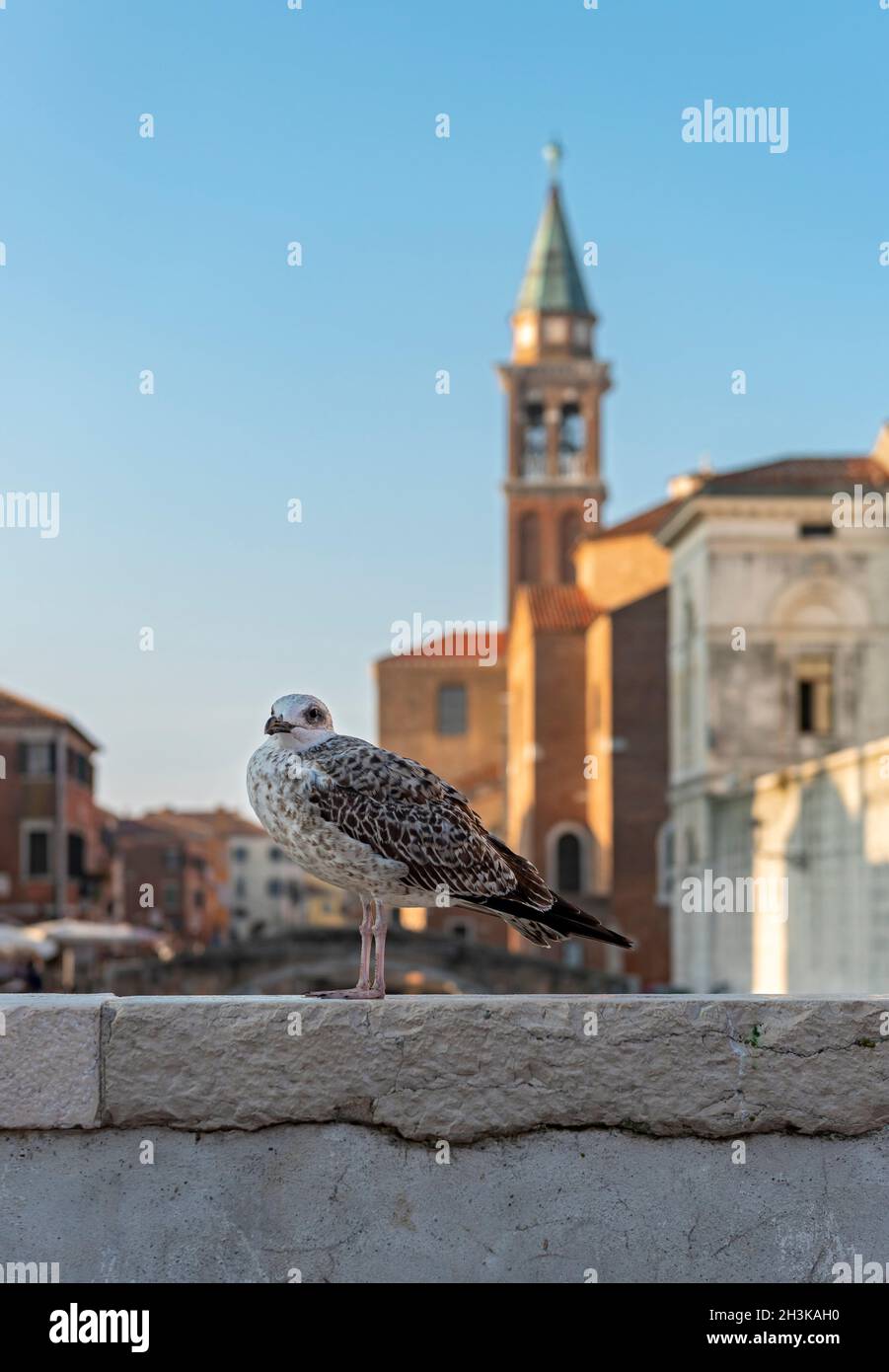 Jungmöwe (Larus michahellis), Chioggia, Italien Stockfoto