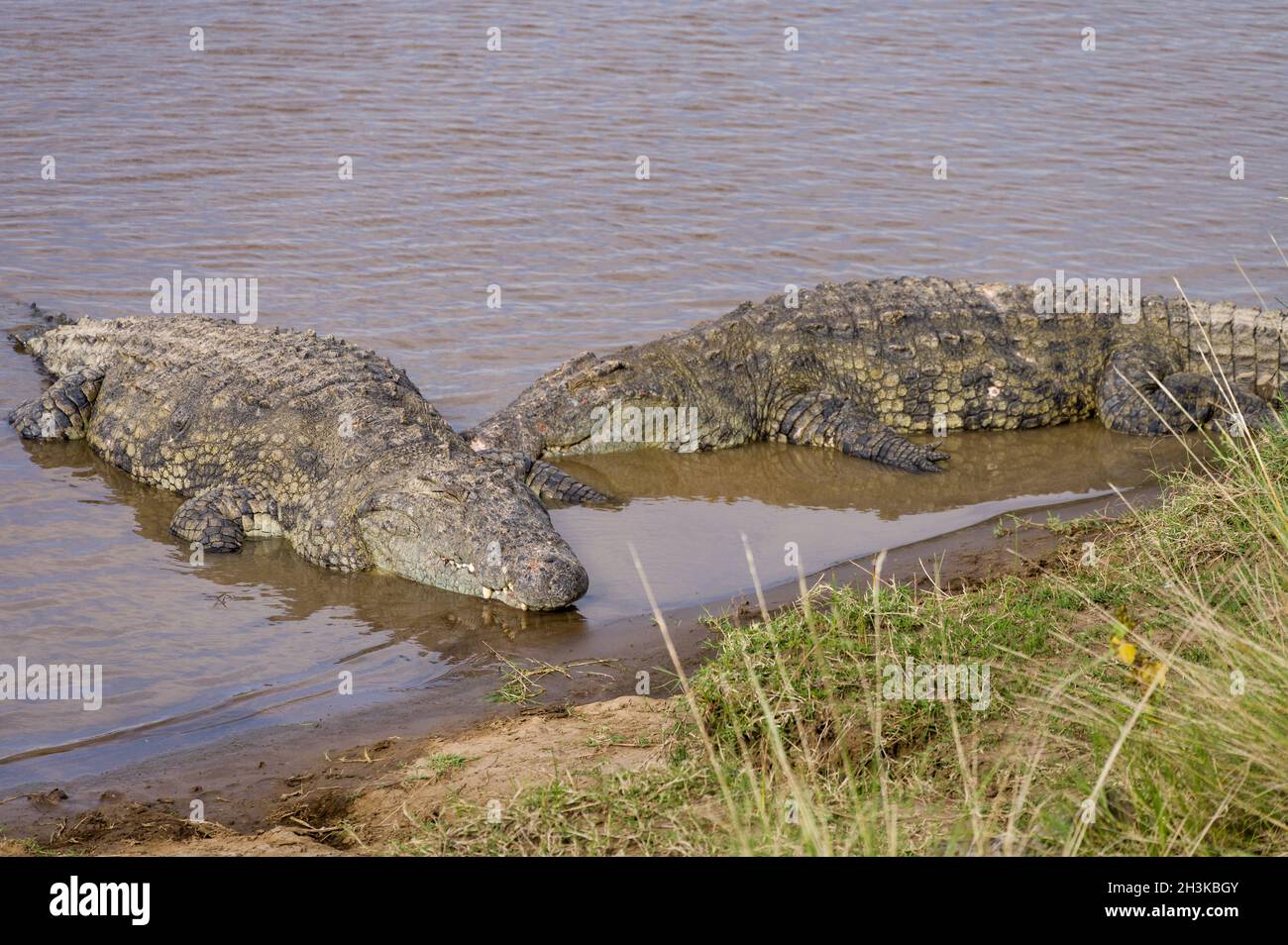 Nilkrokodile (Crocodylus niloticus) sonnen sich am Flussufer, Masai Mara, Kenia Stockfoto