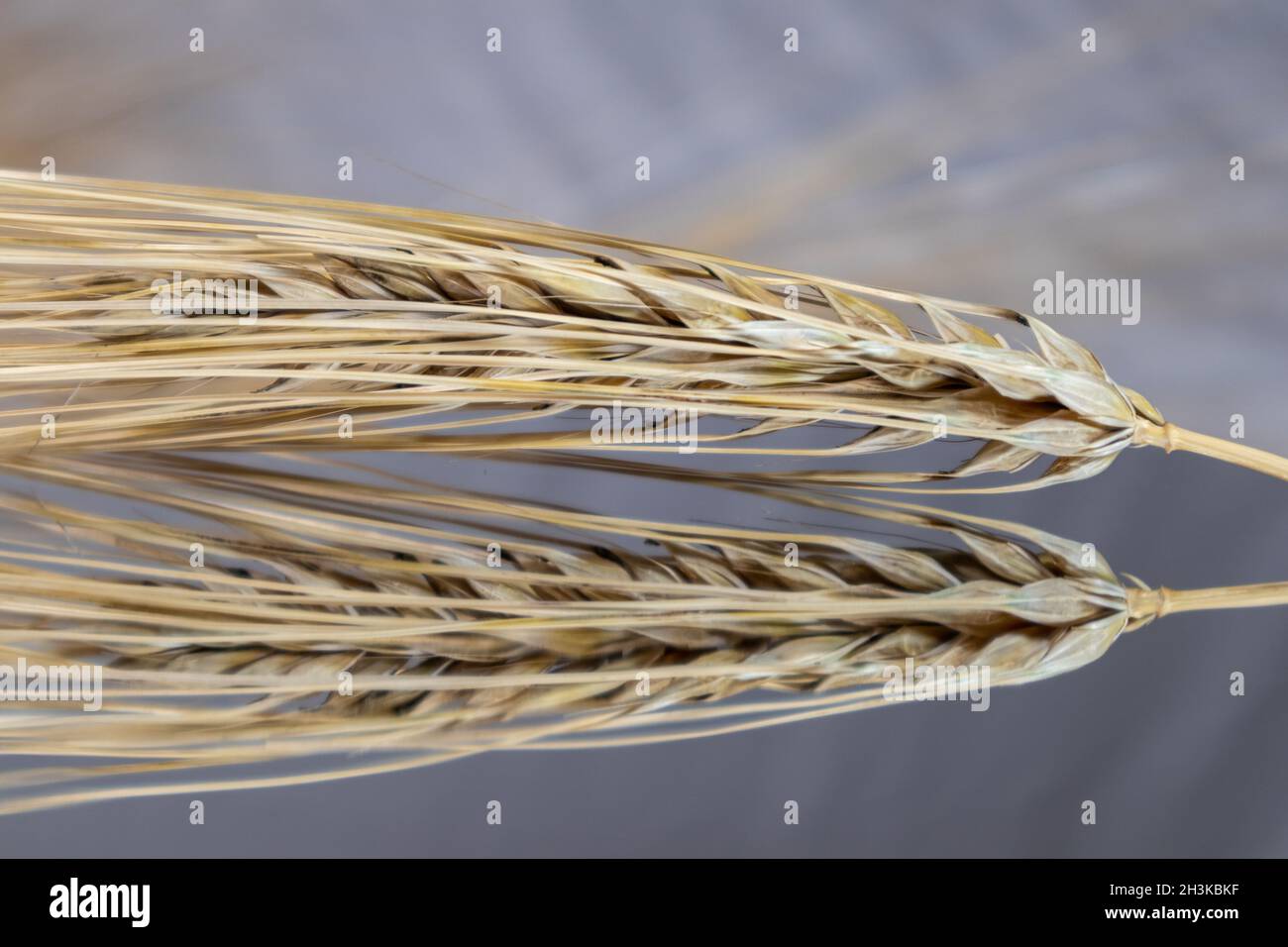 Goldene Weizenstrohhalme Spikes aus der Nähe auf spiegelndem Glas mit Spiegelung. Landwirtschaft Getreide Pflanzen Samen Spikelets, Sommer Erntezeit Stockfoto