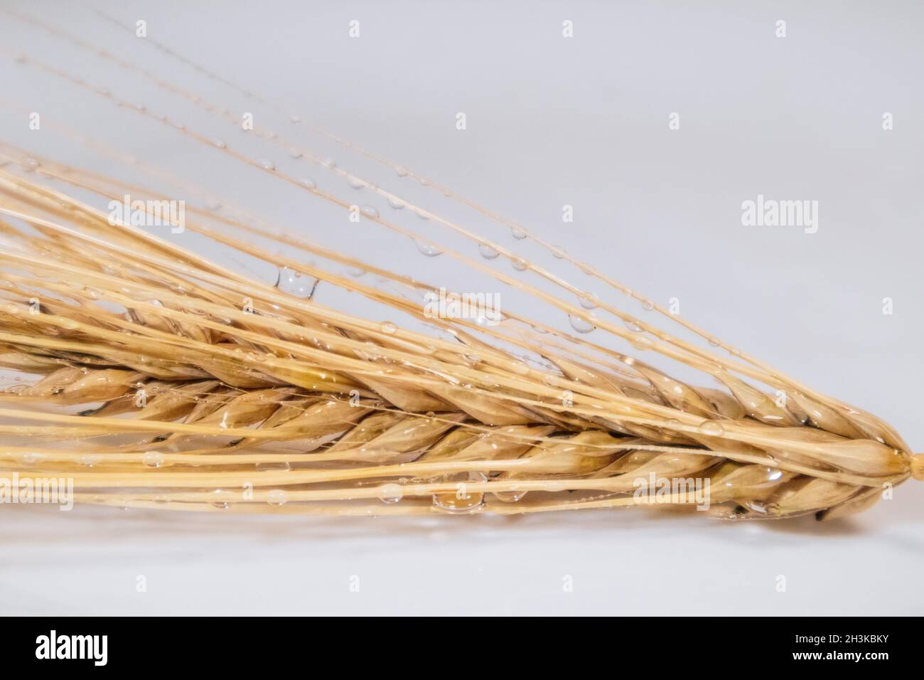 Goldfarbene, trockene Weizenohren mit Tropfennahaufnahme auf weißem Hintergrund. Landwirtschaft Getreide Kernelspikelets, Sommer Erntezeit Stockfoto