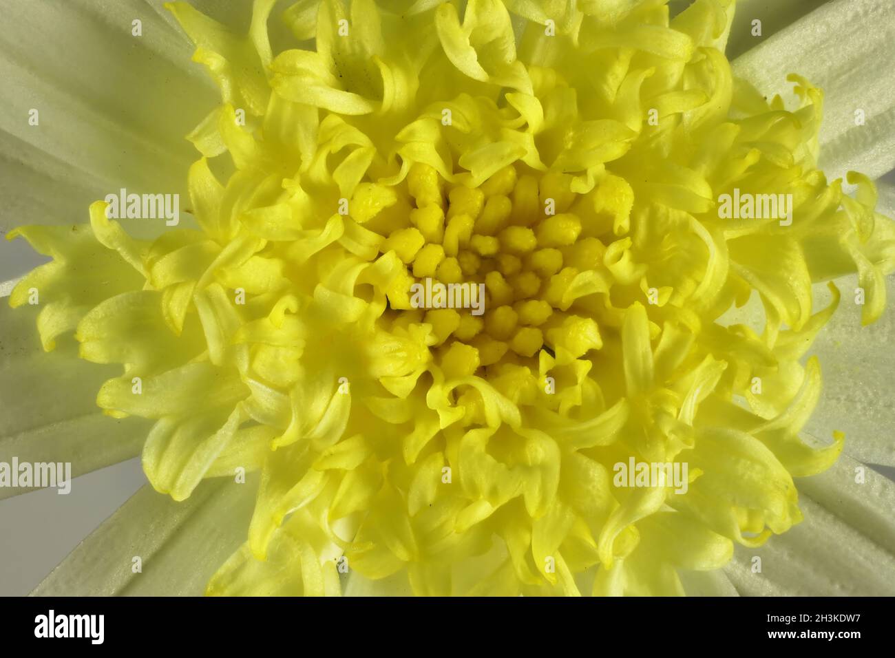 Makroansicht von oben in der Mitte der Zitronenblüte Stockfoto