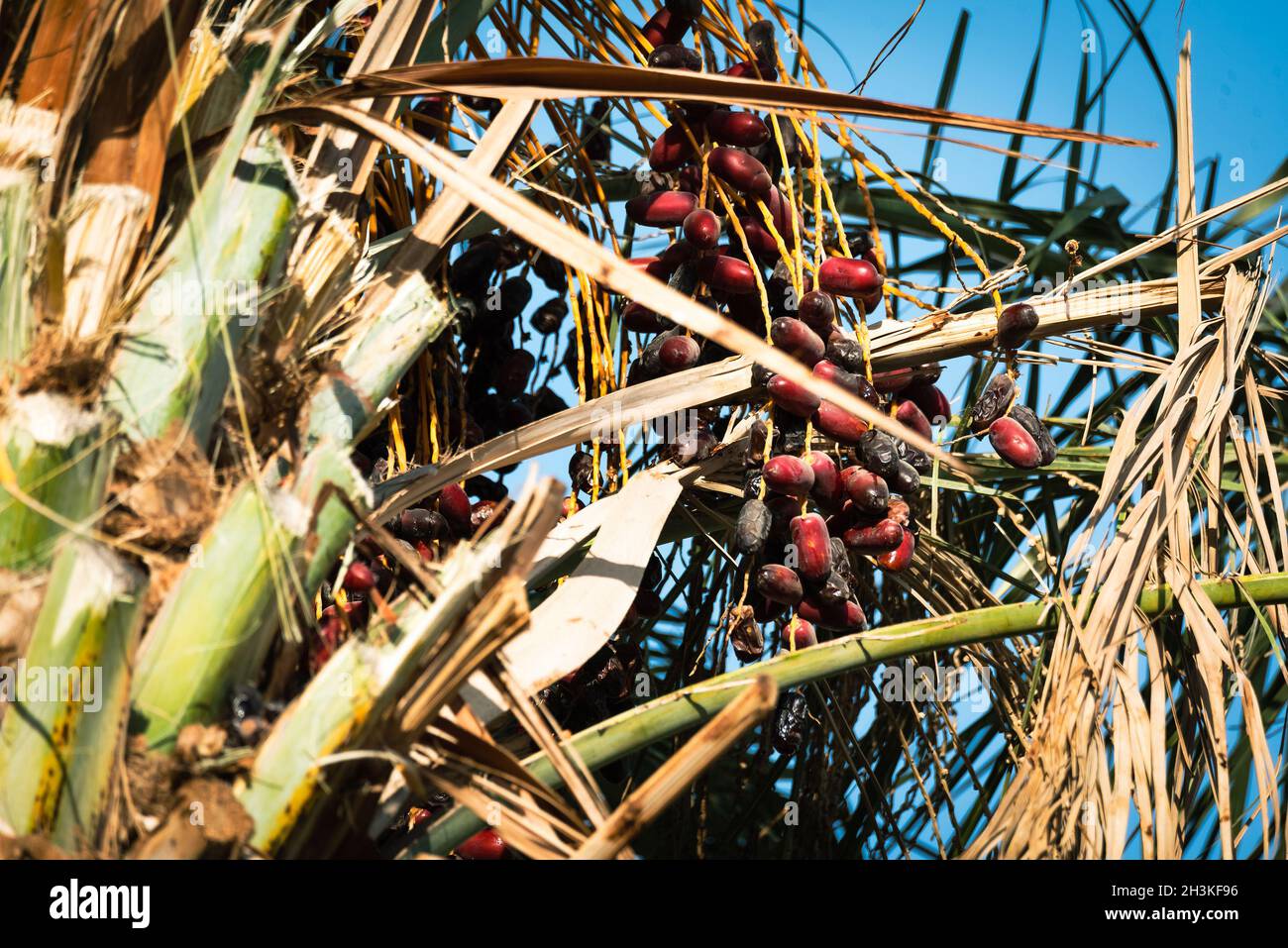 Die trocknende Frucht der Phoenix dactylifera. Reife Datteln auf einer Palme in voller Sonne. Stockfoto