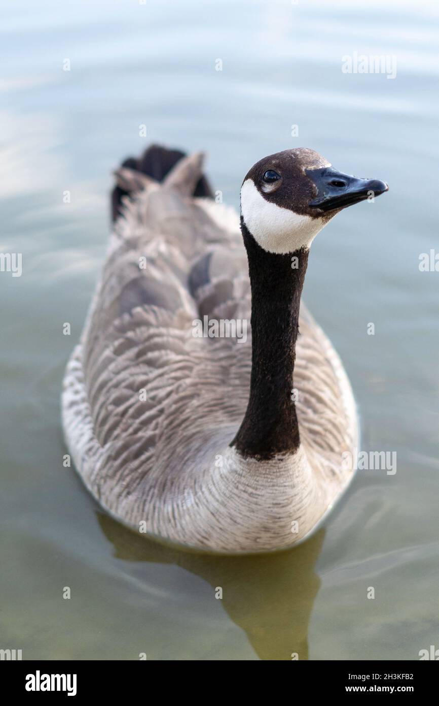 Nahaufnahme einer Gans Stockfoto