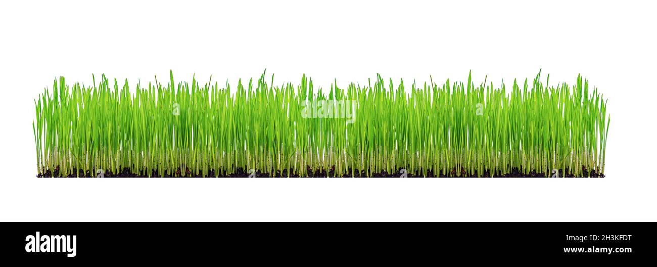Grünen Rasen isoliert auf weißem Hintergrund. Stockfoto