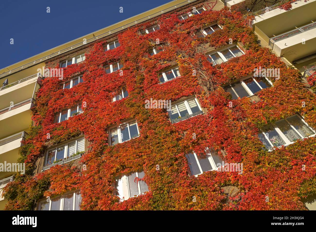 Herbstblaub, Weinlaub, Fassadenbegrünung, Freiherr-vom-Stein-Straße, Schöneberg, Tempelhof-Schöneberg, Berlin, Deutschland Stockfoto