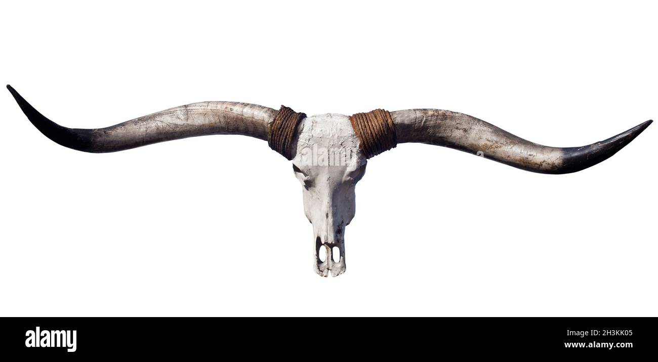 Ansicht eines Buffalo Schädels mit langen Hörnern isoliert auf weißem Hintergrund Stockfoto