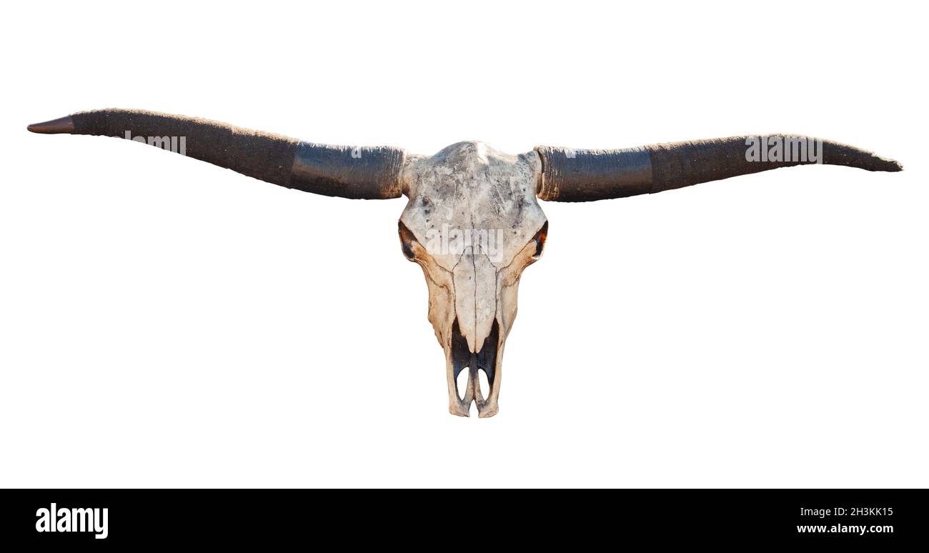 Ansicht eines Buffalo Schädels mit langen Hörnern isoliert auf weißem Hintergrund Stockfoto