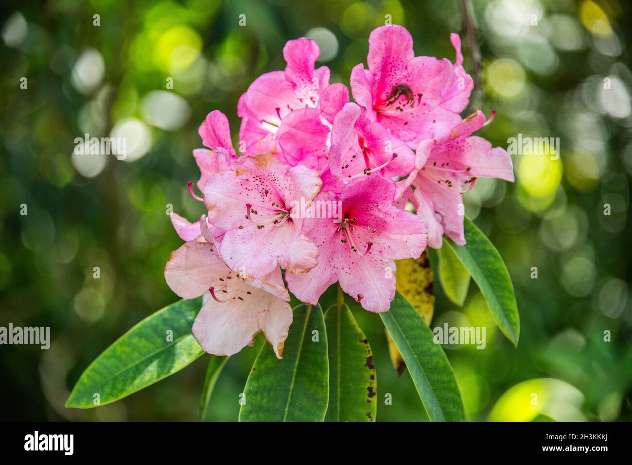 Rhododendron Ponticum in voller Blüte, botanischer Garten, San Francisco, Kalifornien Stockfoto