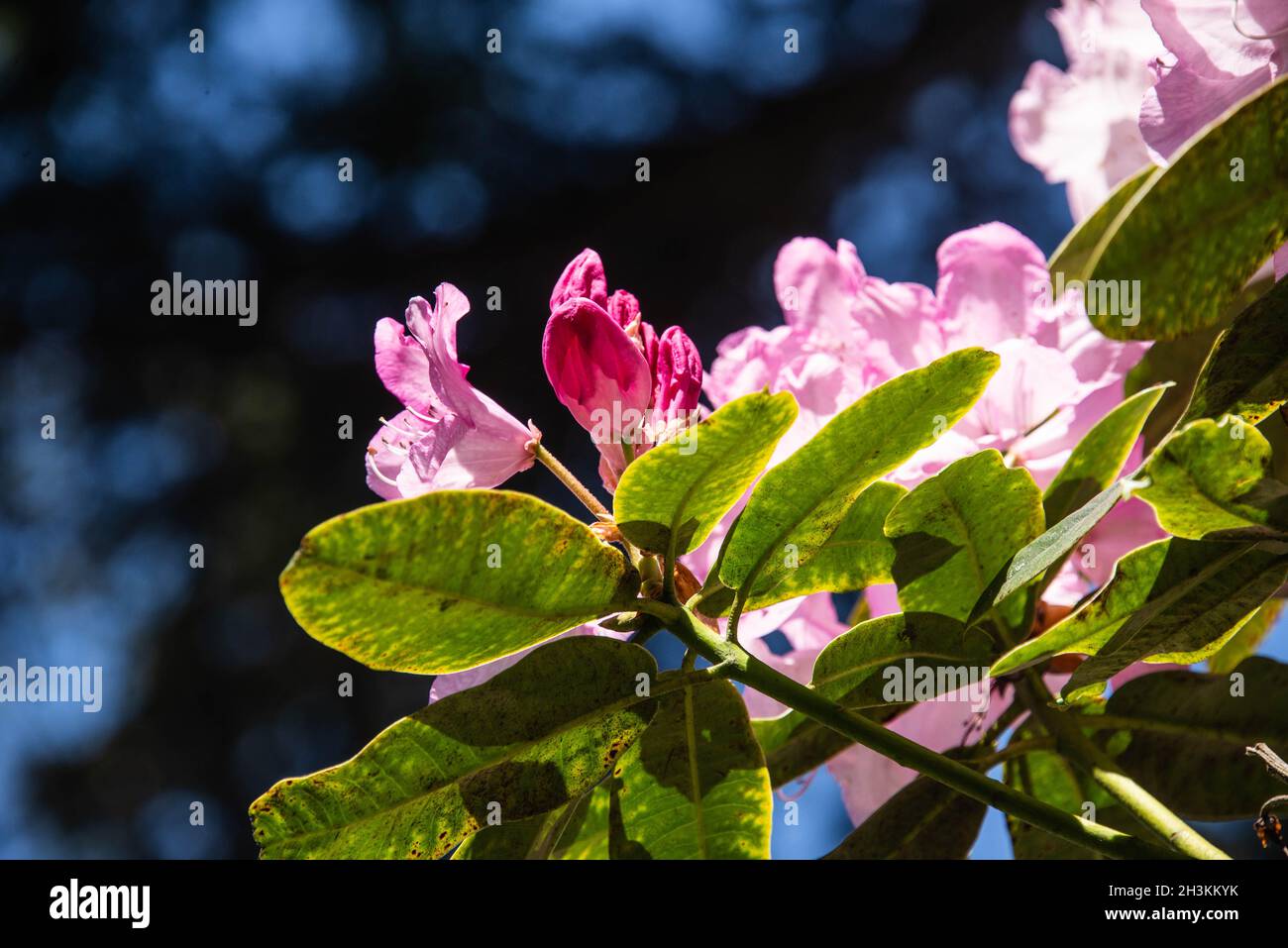 Rhododendron White Pearl (Halopeanum) botanischer Garten, San Francisco, Kalifornien, USA Stockfoto