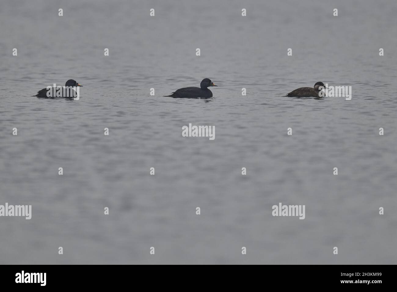 Gemeinsamen Scoter Stockfoto
