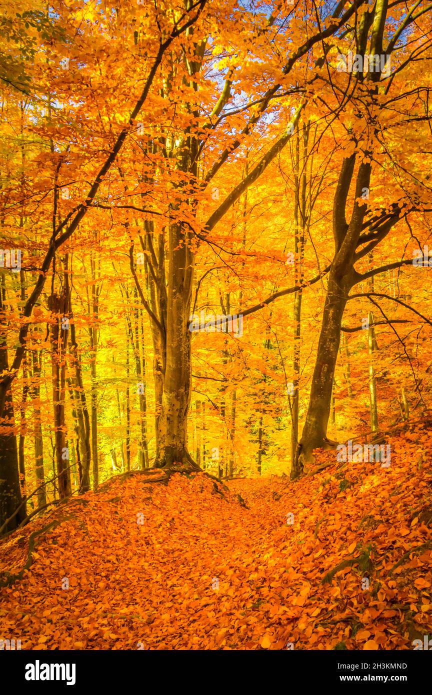 Herbst im Buila Vanturarita Nationalpark, Karpaten, Rumänien. Lebendige Herbstfarben im Wald. Farbenfrohe Herbstblätter. Grün, gelb, orange, Stockfoto