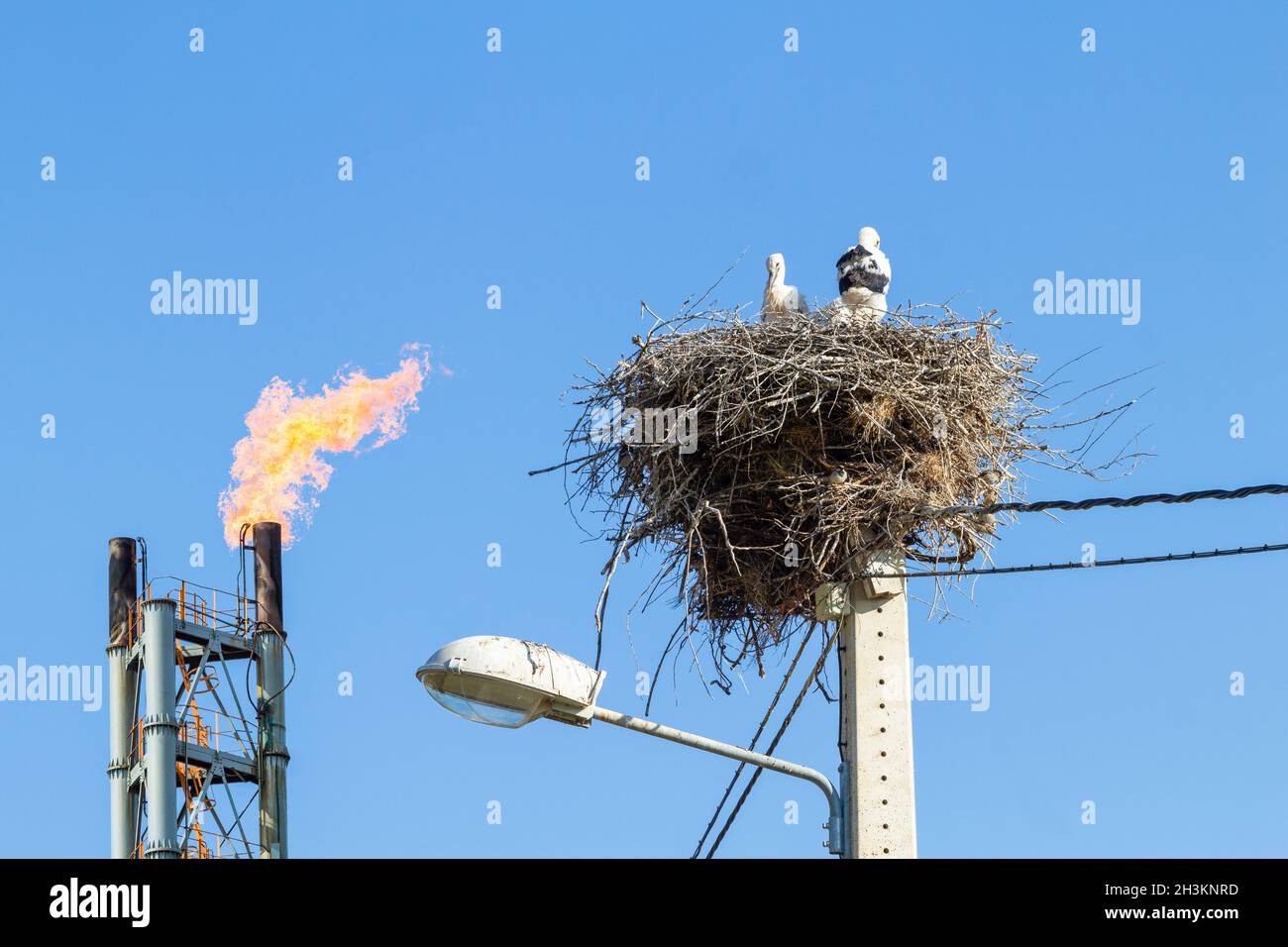 Weiße Störche ( Ciconia Ciguena ) brüten auf einem Laternenpfosten mit einem chemischen Gasflackern im Hintergrund. Klimawandel, globale Erwärmung Stockfoto