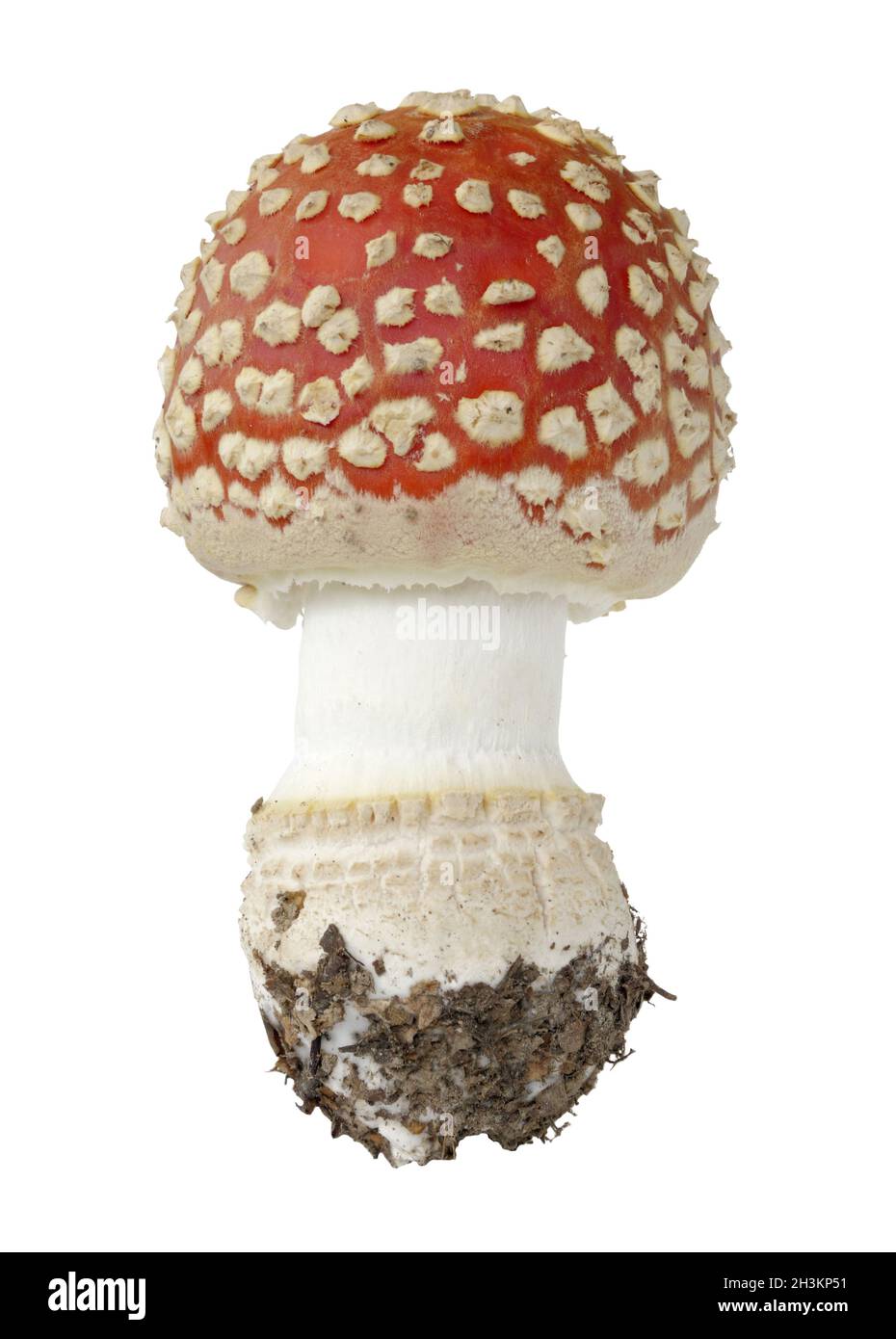 Red fly agaric Pilz auf weißem Hintergrund. Nähe zu sehen. Stockfoto