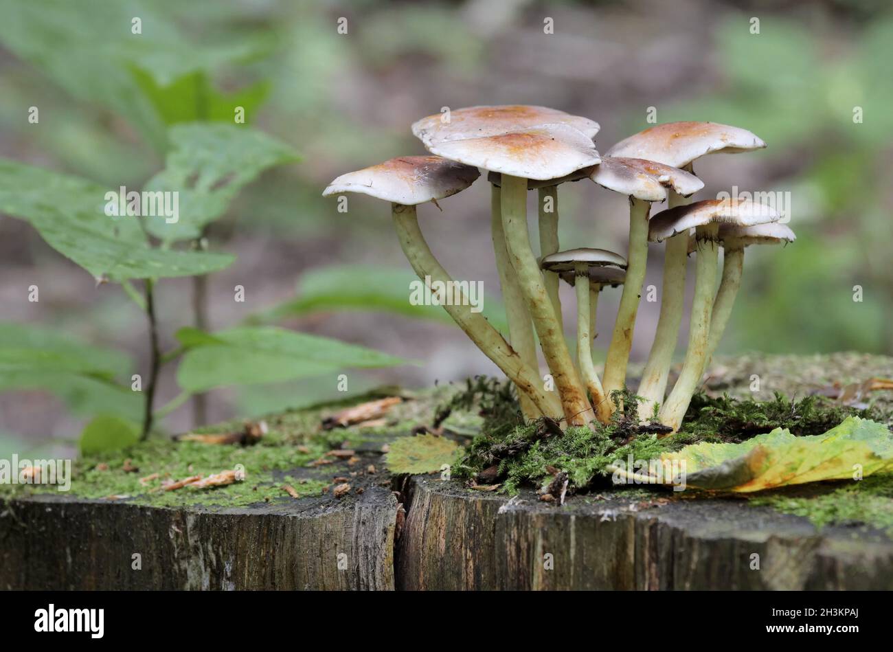 Pilze wachsen auf einem Baumstumpf im Wald, an einem regnerischen Tag. Stockfoto