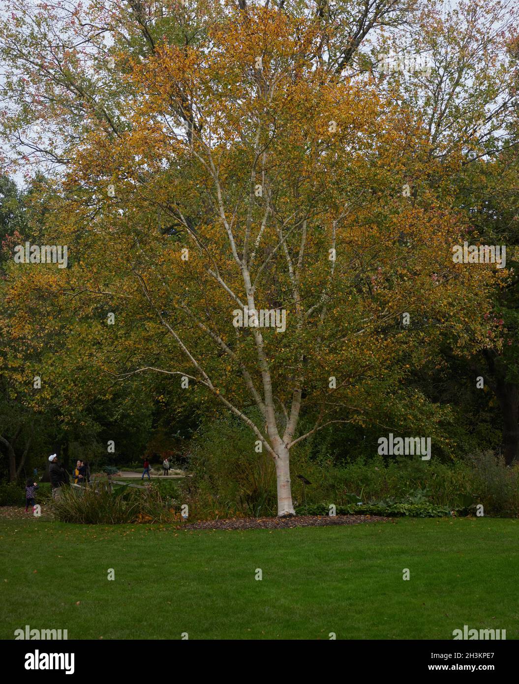 Betula ermanii Greyswood Hill im Oktober mit goldenen Herbstblättern. Stockfoto