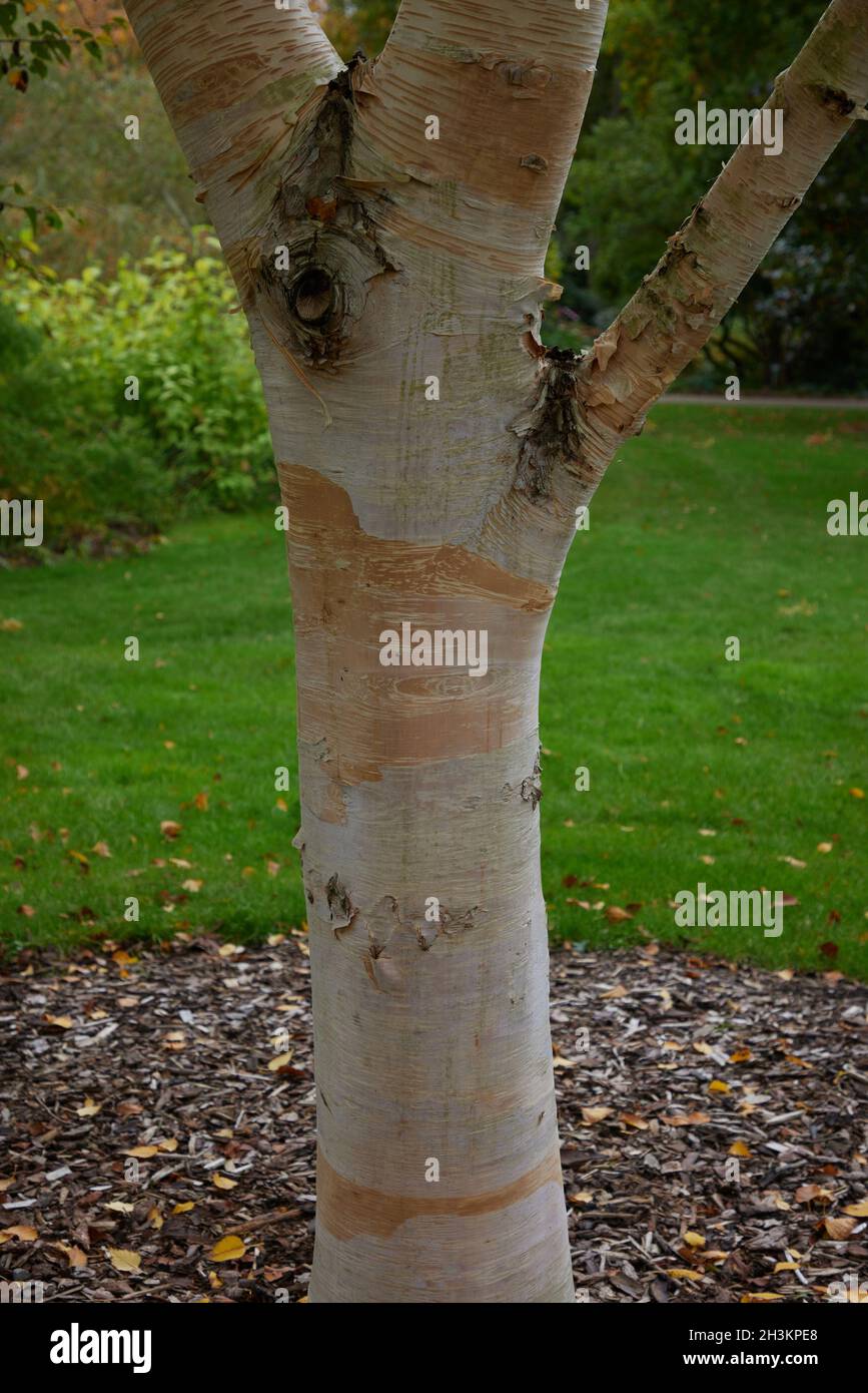 Farbige Rinde von Betula ermanii Greyswood Hill im Oktober. Stockfoto