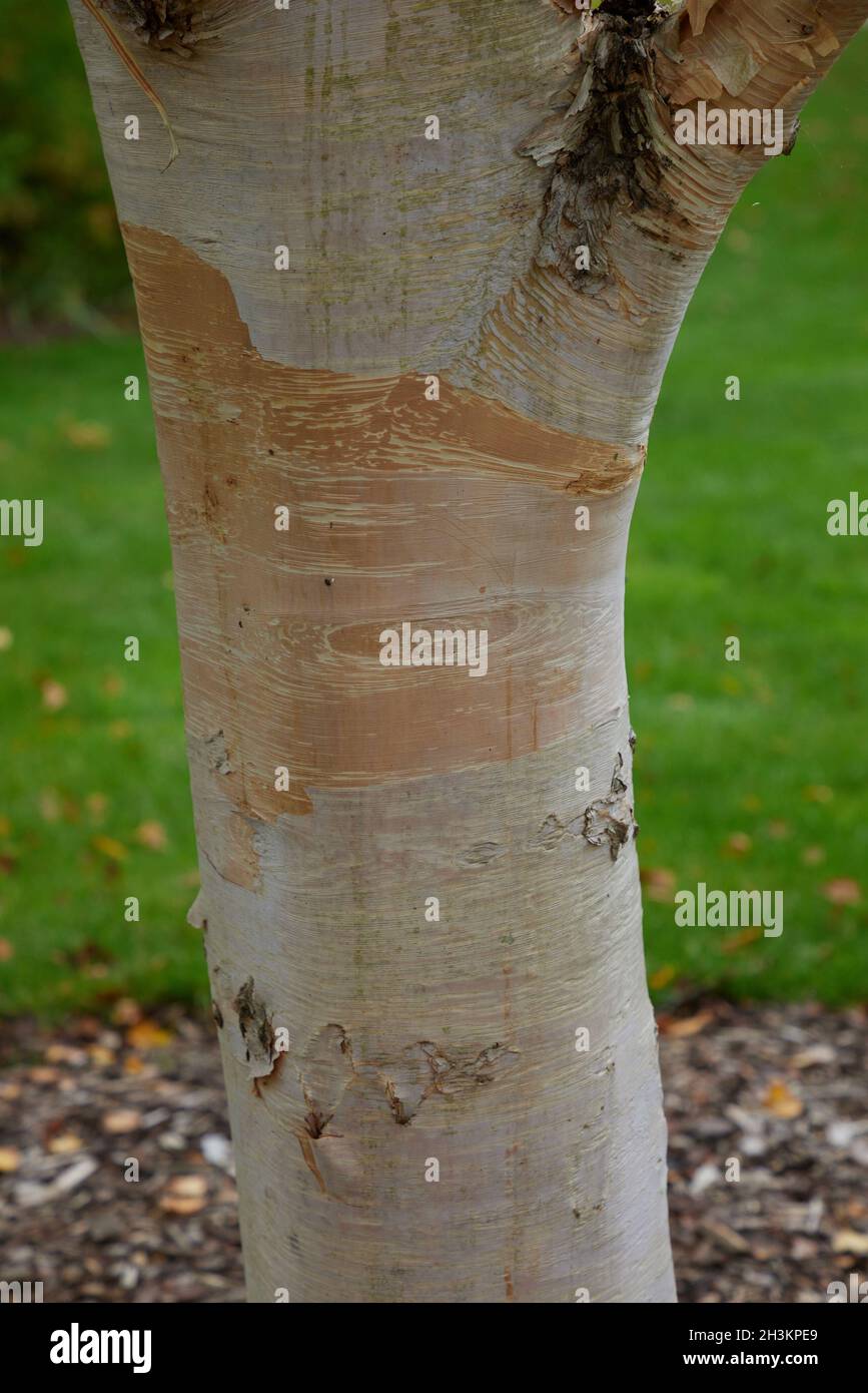 Farbige Rinde von Betula ermanii Greyswood Hill im Oktober. Stockfoto