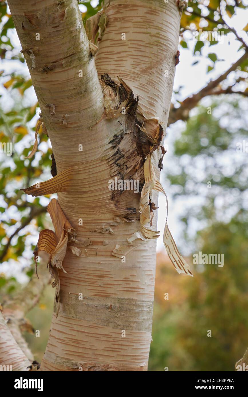 Farbige Rinde von Betula ermanii Greyswood Hill im Oktober. Stockfoto