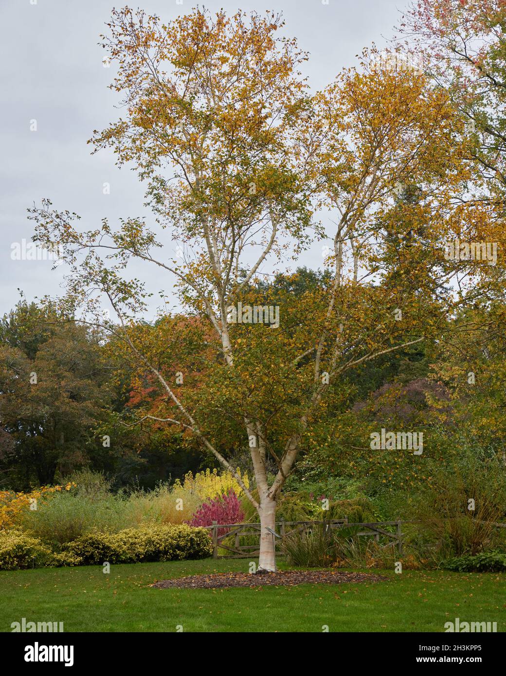 Betula ermanii Greyswood Hill im Oktober mit goldenen Herbstblättern. Stockfoto