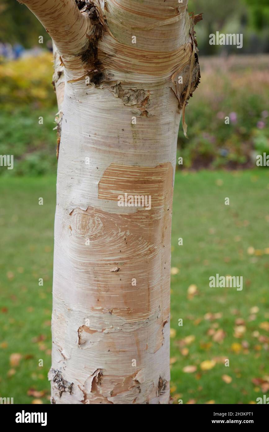 Farbige Rinde von Betula ermanii Greyswood Hill im Oktober. Stockfoto