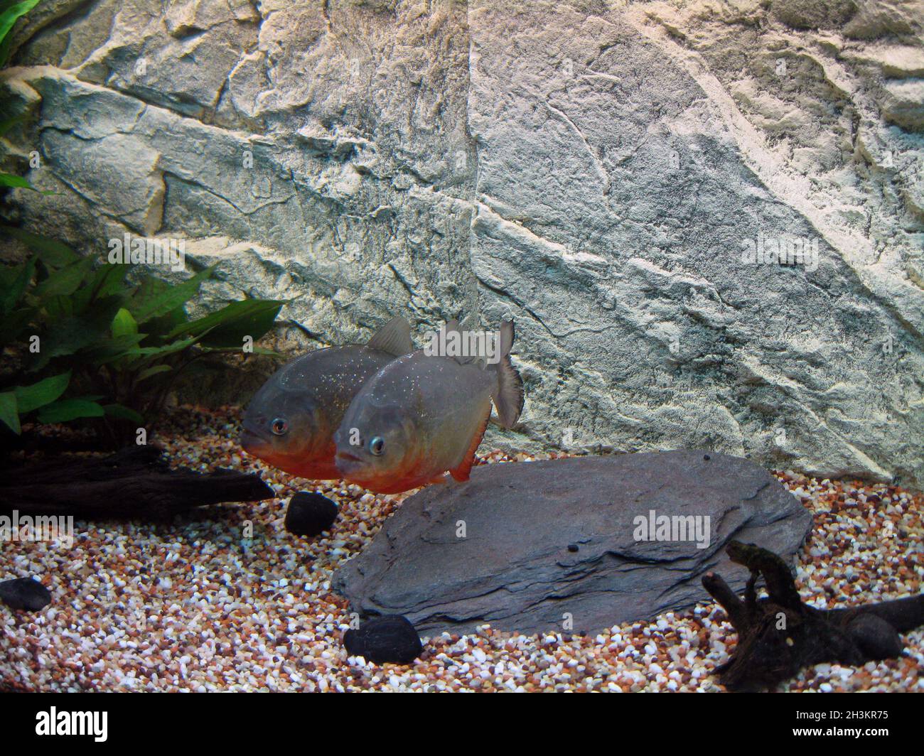 Paar rote Piranha, Pygocentrus nattereri Stockfoto