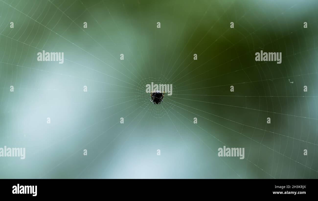 Spinne auf einem Spinnennetz mit grünem Hintergrund. Stockfoto