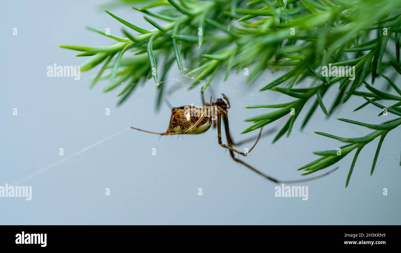 Ostasiatische Joro-Spinne auf einem Spinnennetz mit grünem Pinienwald Hintergrund. Stockfoto