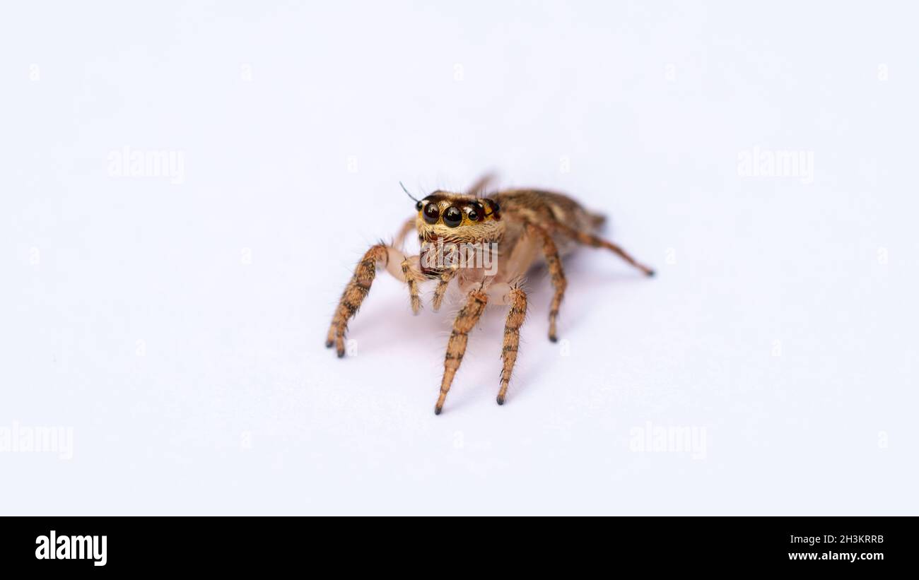 Nahaufnahme Spinneninsekt weiß isoliert Hintergrund. Stockfoto