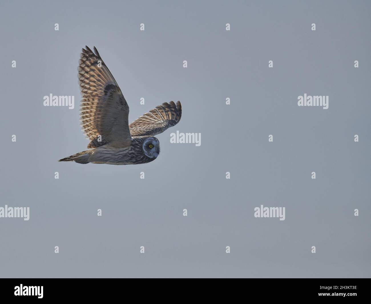 Sumpfohreule Stockfoto