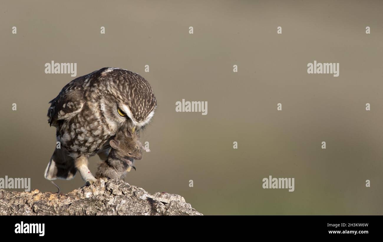 Kleine Eule Stockfoto