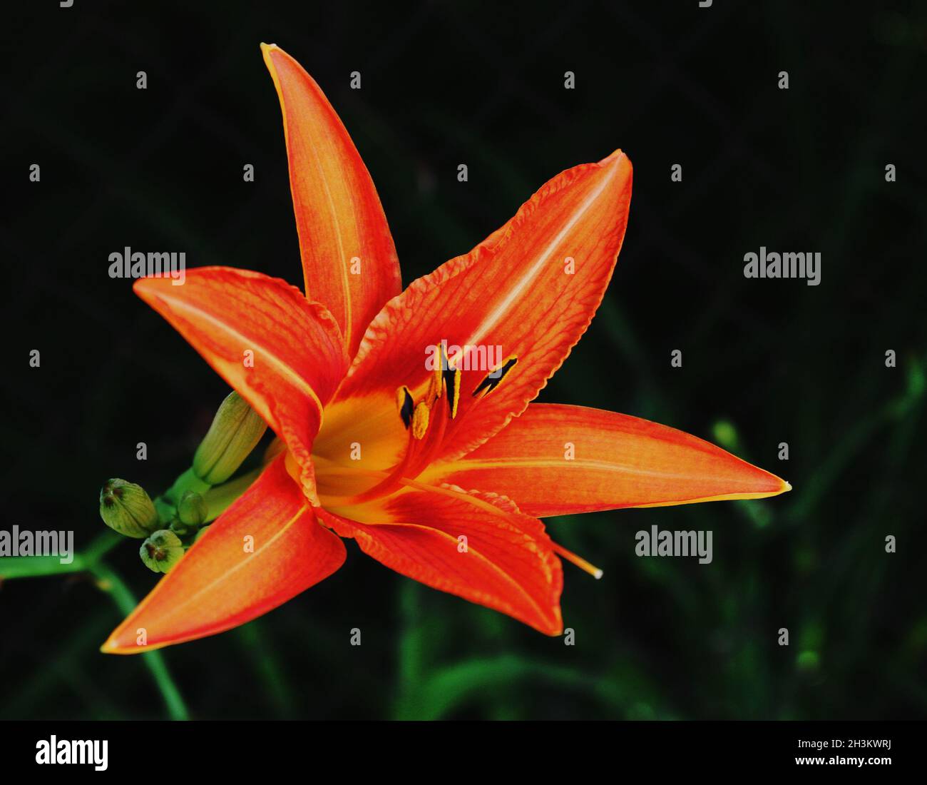 Leuchtend orange Blume von orangen Tageslilien oder Tawny Taglilie oder Maissilie oder Tiger Taglilie oder Fulvous Taglilie oder Grabenlilie (Hemerocallis fulva) Blume Stockfoto