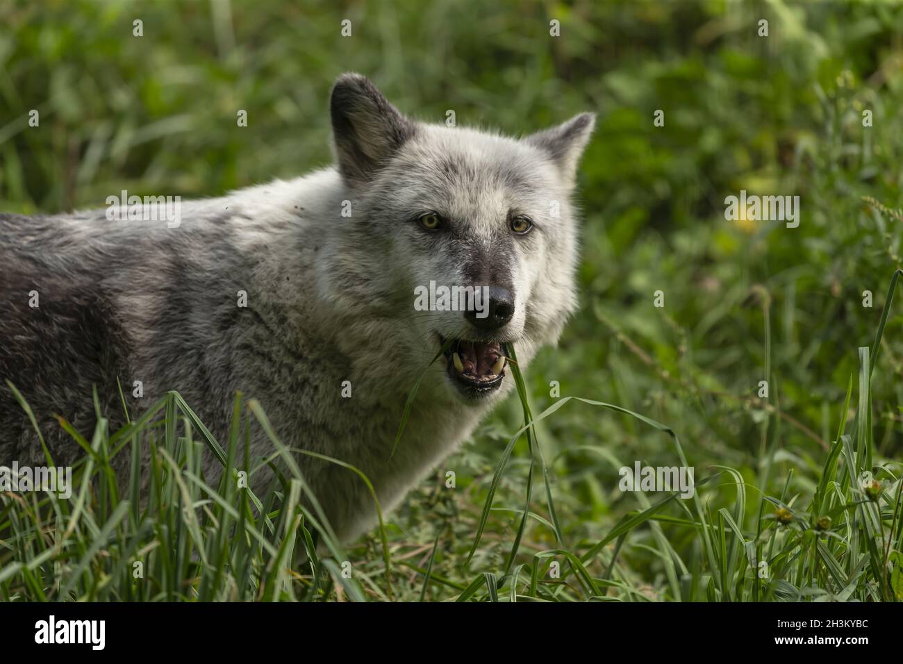 Der graue Wolf auf der natürlichen Umwelt Stockfoto