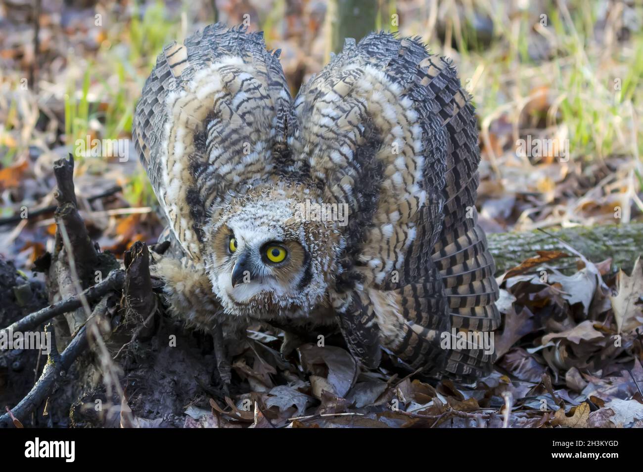 Jungtiere Zwergkauz Stockfoto