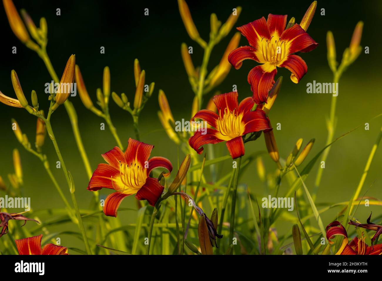 Die orangene Tageslilie (Hemerocallis fulva) Stockfoto