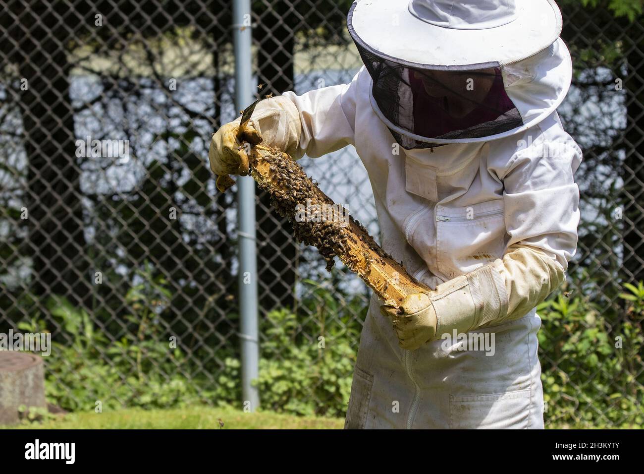Der Imker prüft die Wabe Stockfoto