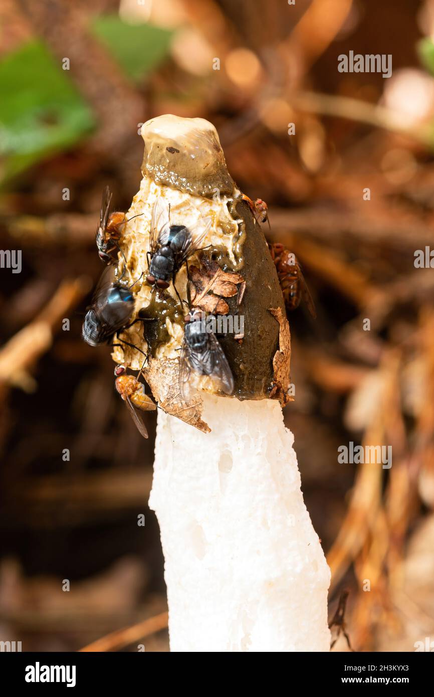 Gewöhnlicher Stinkhorn-Pilz (Phallus impudicus) mit vielen Fliegen, die sich darauf ernähren, angezogen vom üblen Geruch, britischem Wald im Herbst. Stockfoto