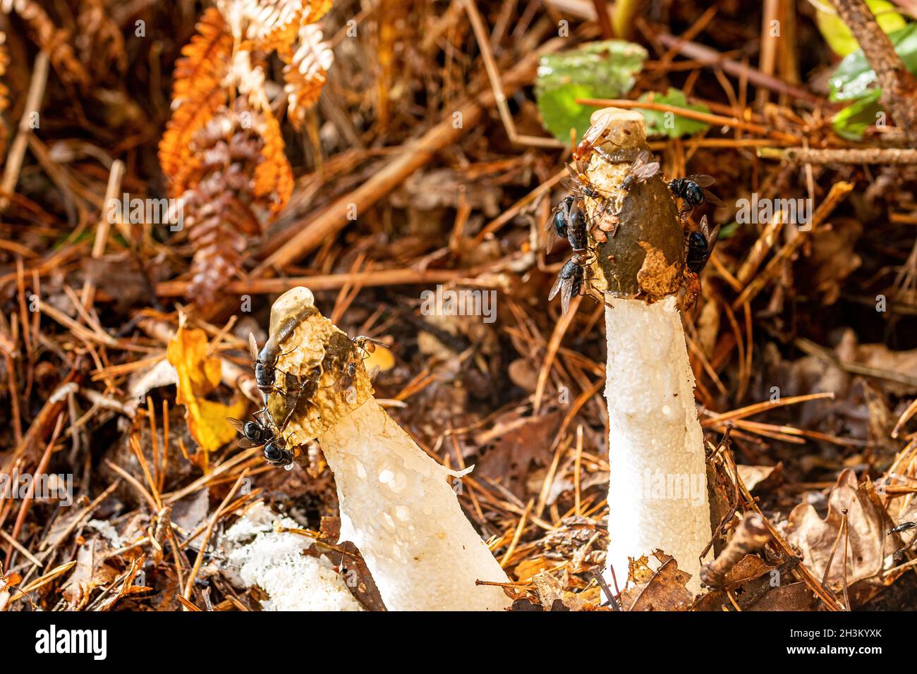 Gewöhnlicher Stinkhorn-Pilz (Phallus impudicus) mit vielen Fliegen, die sich darauf ernähren, angezogen vom üblen Geruch, britischem Wald im Herbst. Stockfoto