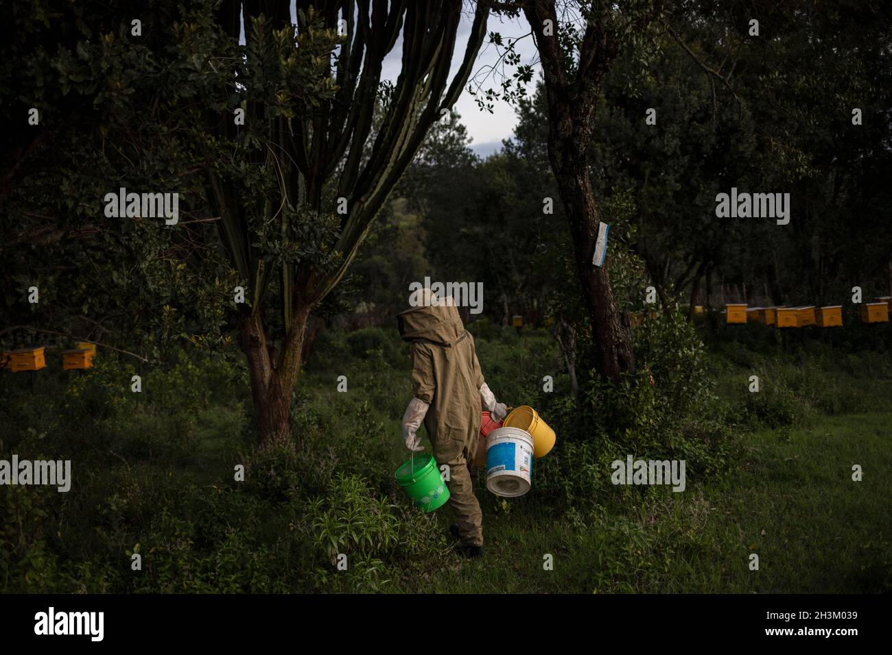 Ein Mitglied der Community Forest Association (CFA) erntet am 16. August 2021 in Samburu, Kenia, Honig am Rande des Kirisia-Waldes. Imkerei Stockfoto
