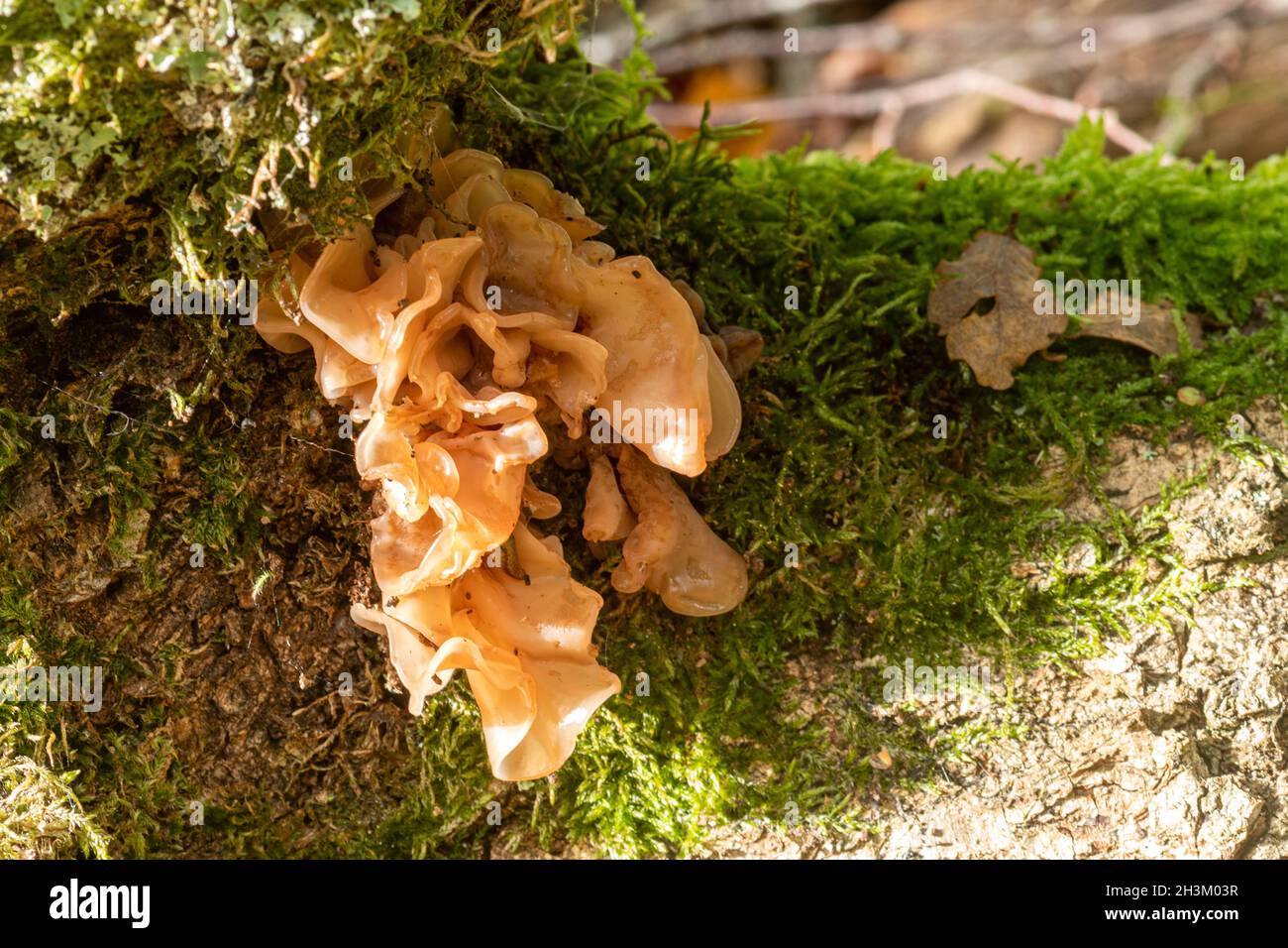 Tremella mesenterica (gebräuchliche Namen sind gelbes Gehirn, goldener Gelee-Pilz, gelber Trembler und Hexenbutter) im Herbst auf Dead Tree, Großbritannien Stockfoto