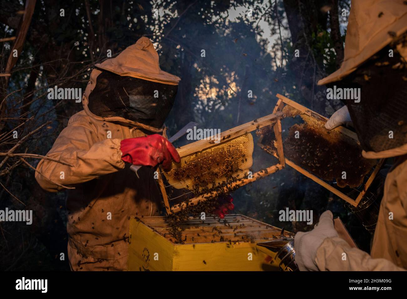Mitglieder der Community Forest Association (CFA) bereiten sich auf die Honigernte am Rande des Kirisia-Waldes am 16. August 2021 in Samburu, Kenia, vor. A Stockfoto