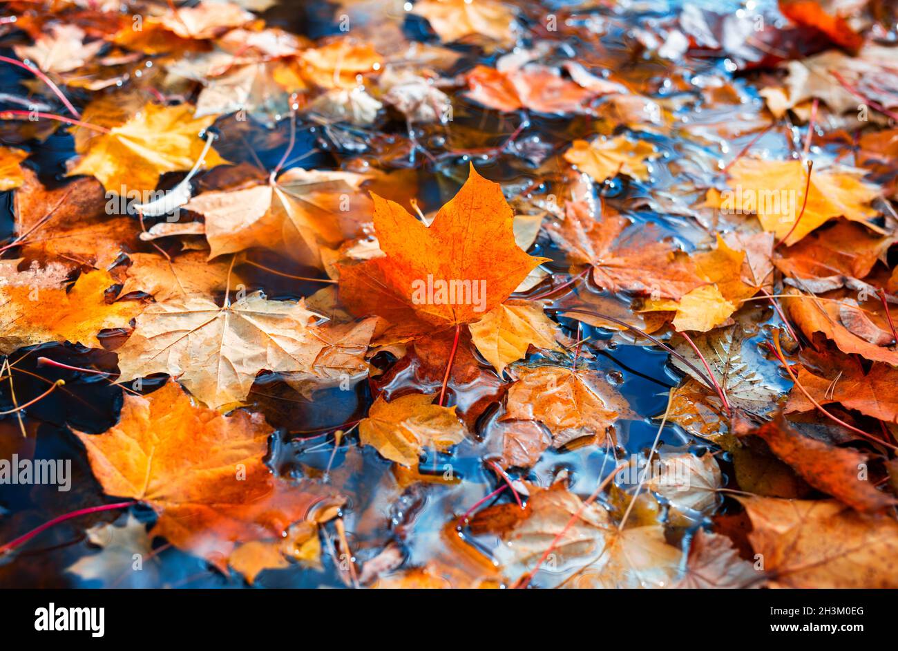 Schöner Hintergrund von bunten Herbst Ahornblätter im Wasser, Herbst Atmosphäre Bild. Herbstkonzept. Stockfoto