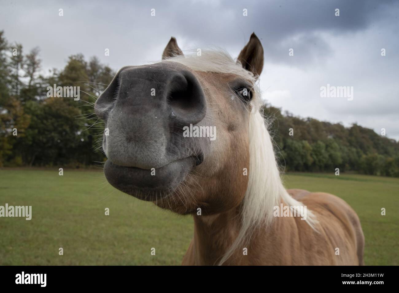Horse Portrait Stockfoto