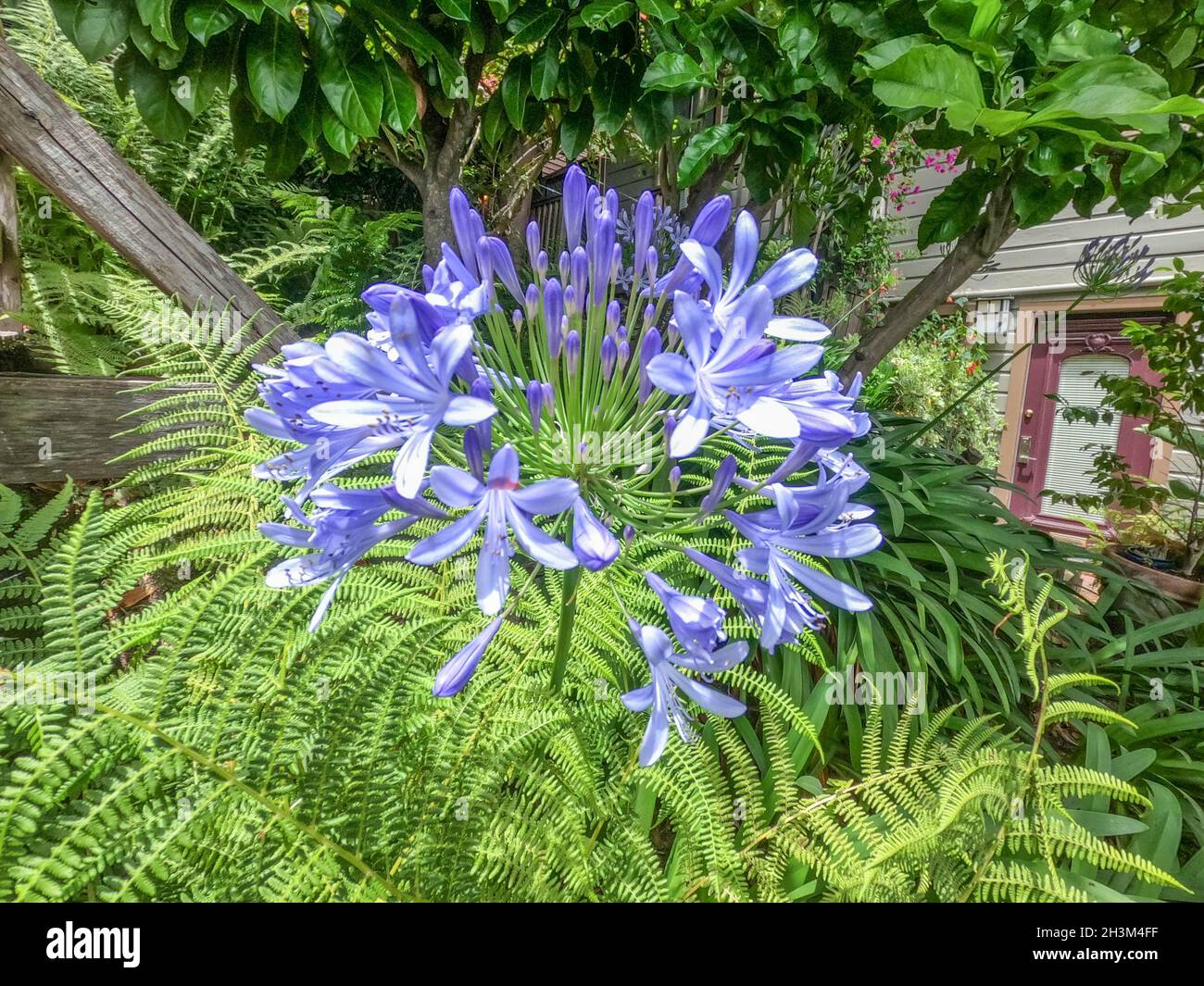 Agapanthus praecox blaue Lilienblüte, botanischer Garten, San Francisco, Kalifornien Stockfoto