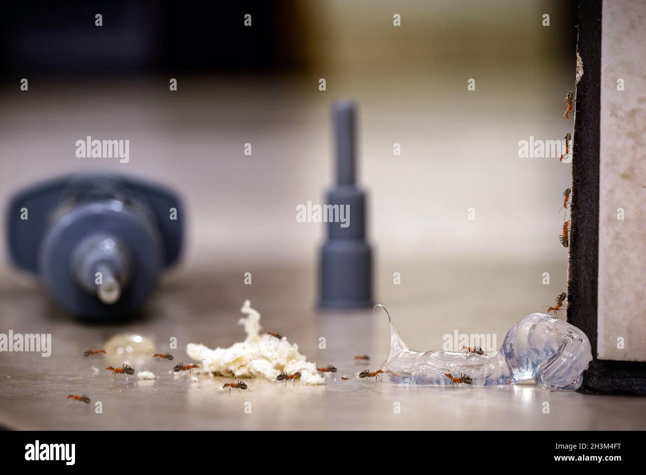 Plastikgift, klebriger Klebstoff, zum Töten von Ameisen in Innenräumen, chemische Insektenfalle, Gift, Gefahren zur Schädlingsbekämpfung Stockfoto