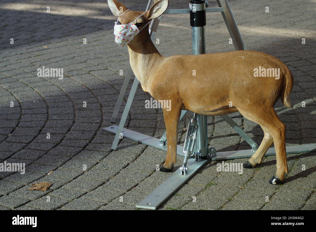 Reh mit Mundschutz in Wiesbaden Stockfoto