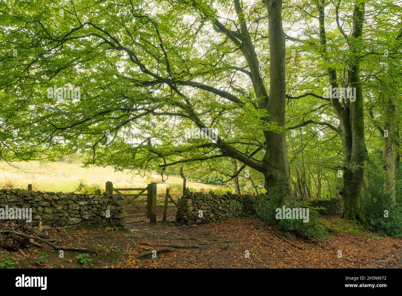 Der Rand des Mendip Lodge Wood bei Dolebury Warren an den nördlichen Hängen der Mendip Hills im Frühherbst, Upper Langford, North Somerset, England. Stockfoto