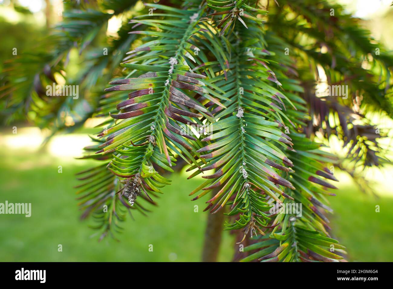 Nahaufnahme von Wollemi Pine Tree (Wollemia nobilis) Stockfoto