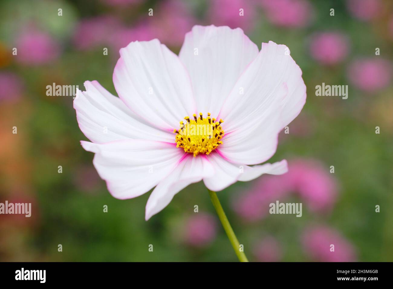 Cosmos bipinnatus 'Candy Stripe', ein weißer Kosmos mit variierender tiefrosa Färbung. VEREINIGTES KÖNIGREICH Stockfoto