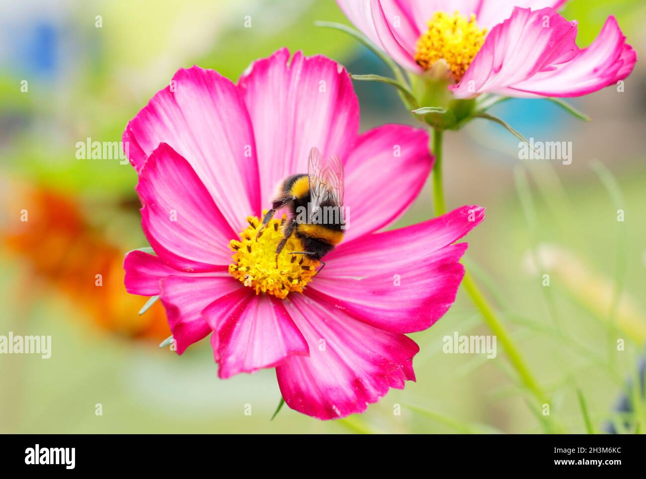 Hummel sammelt Nektar und Pollen auf einer Kosmosblüte. Bombos auf Cosmos bipinnatus „Candy Stripe“, Stockfoto