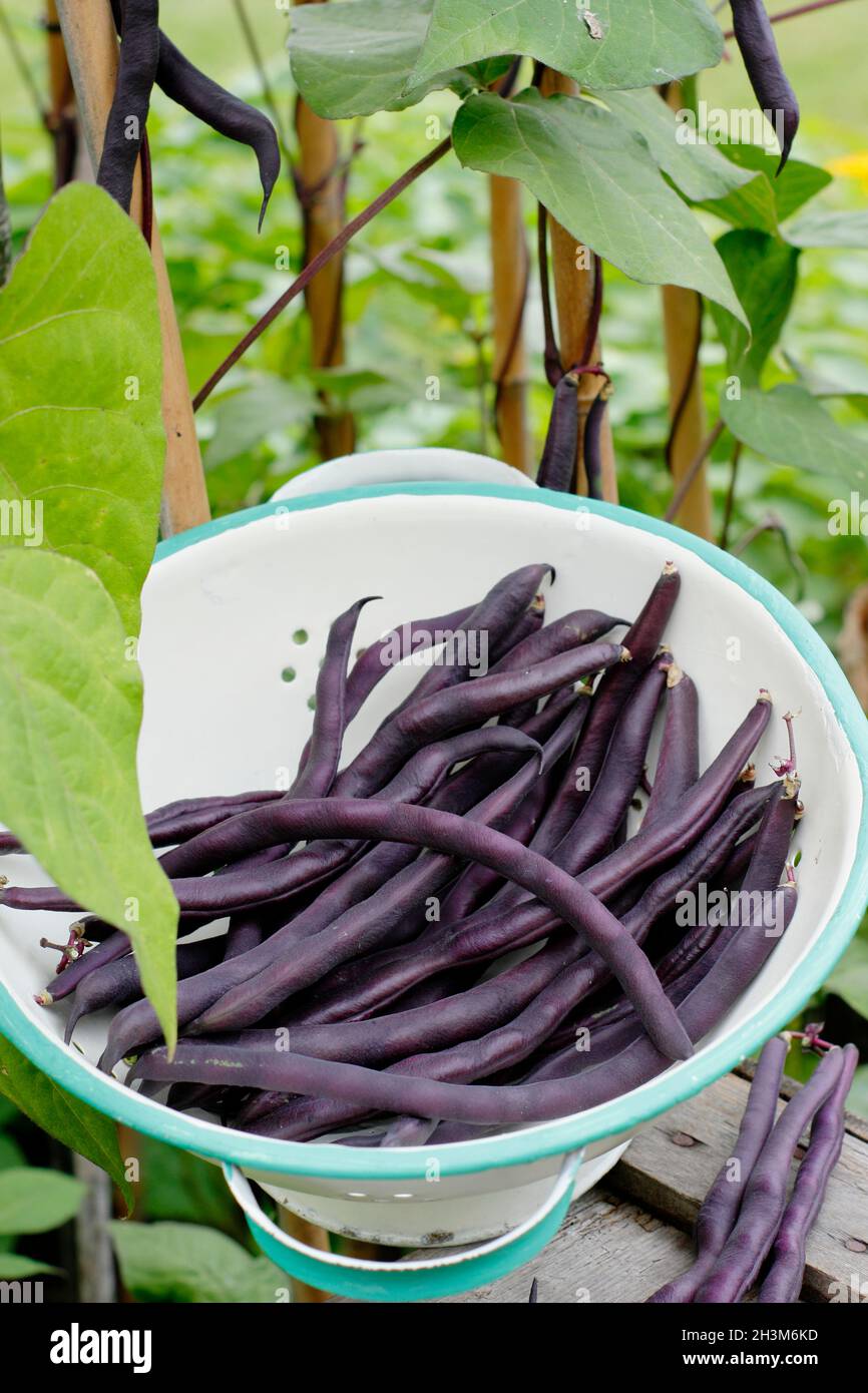 Lila französische Bohnen. Frisch gepflückter Eigenbau Phaseolus vulgaris 'Violet podded', der in einem Sieb französische Bohnen klettert. VEREINIGTES KÖNIGREICH Stockfoto